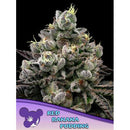 ANESIA SEEDS - RED BANANA PUDDING FEM - 5 SEEDS