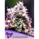 ANESIA SEEDS - AMNESIA FLASH AUTO - 5 SEEDS