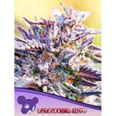 ANESIA SEEDS - AUTO BUBBLEGUM - 10 SEEDS