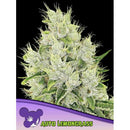 ANESIA SEEDS - AUTO LEMONGRASS - 25 SEEDS