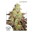 DUTCH PASSION - AUTO NIGHT QUEEN - 3 SEEDS