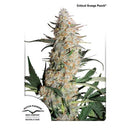 DUTCH PASSION - CRITICAL ORANGE PUNCH FEM - 10 SEEDS