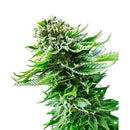 SENSI SEEDS NORTHERN LIGHT AUTOMATIC - 10 SEEDS