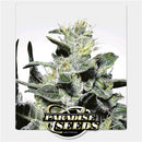 PARADISE SEEDS - NEBULA  FEM - 5 SEEDS