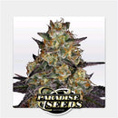 PARADISE SEEDS - EL DORADO OG FEM - 3 SEEDS