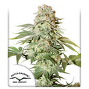 DUTCH PASSION - AUTO POWER PLANT - 3 SEEDS