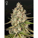 GREEN HOUSE - LOST PEARL - 5 SEED