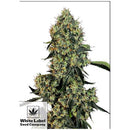 WHITE LABEL - O.G. KUSH FEM - 10 SEEDS