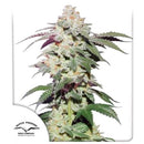 DUTCH PASSION - SKYWALKER HAZE FEM - 3 SEEDS