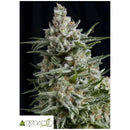 PYRAMID SEEDS - ANESTHESIA FEM 5 SEEDS
