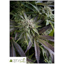 PYRAMID SEEDS - BLUE PYRAMID FEM 5 SEEDS