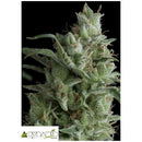 PYRAMID SEEDS - KRYPTONITE FEM 5 SEEDS