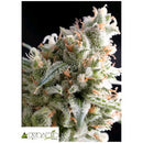 PYRAMID SEEDS - KRIPTONITE FEM 5 SEEDS