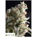 PYRAMID SEEDS - LENNON FEM 50 SEEDS