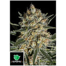 GENEHTIK - FACE OFF OG BILBO FEM - 5 SEEDS