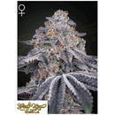 GREEN HOUSE - VELVET MOON FEM - 10 SEEDS