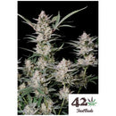 FAST BUDS - STRAWBERRY GORILLA AUTO - 10 SEEDS - PROMO 1+1