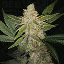 TH SEEDS - HAZANANA  FEM - 2 SEEDS