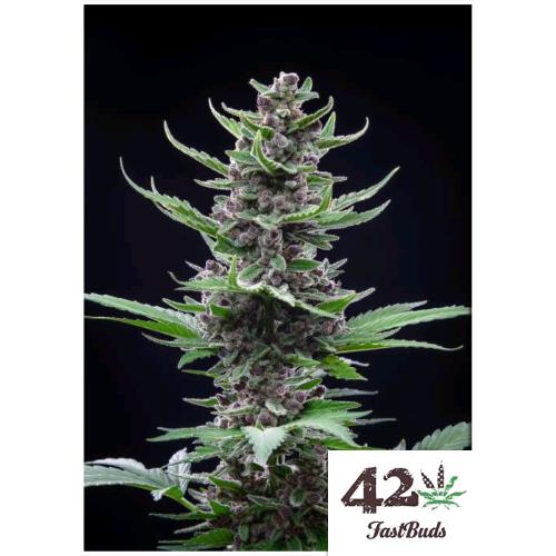 FAST BUDS - TROPICANA COOKIES AUTO - 10 SEEDS