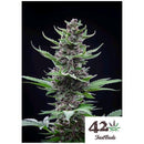 FAST BUDS - TROPICANA COOKIES AUTO - 2 SEEDS