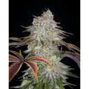 GREEN HOUSE - ALIENZ FEM - 5 SEEDS