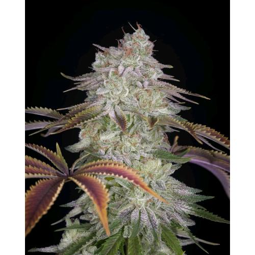 GREEN HOUSE - ALIENZ FEM - 10 SEEDS