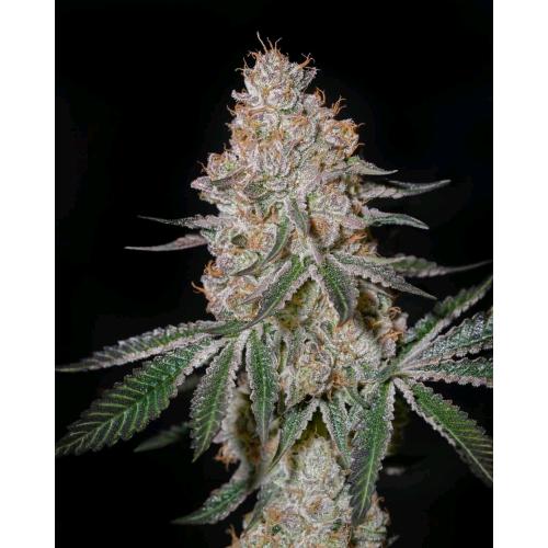 GREEN HOUSE - HIGHCLOUDZ FEM - 5 SEEDS