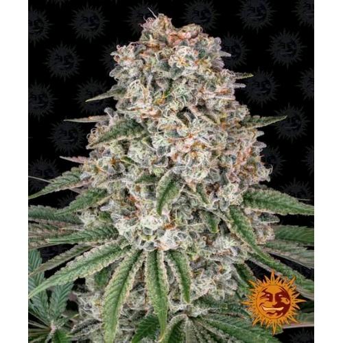 BARNEY'S FARM - TROPICANNA BANANA FEM - 3 SEEDS