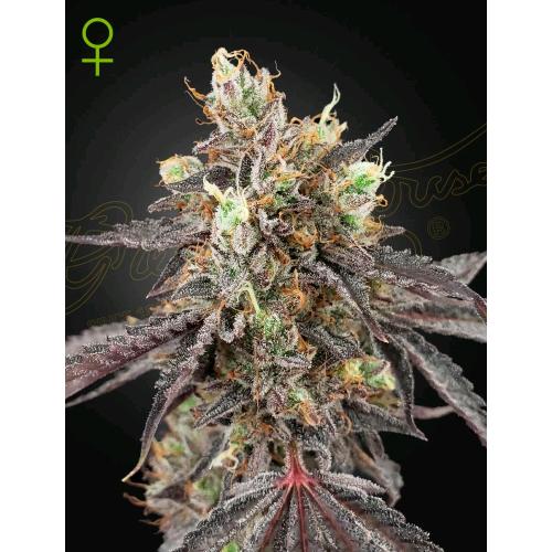 GREEN HOUSE - GELATO #41 X GELATO #41 AUTO - 10 SEEDS