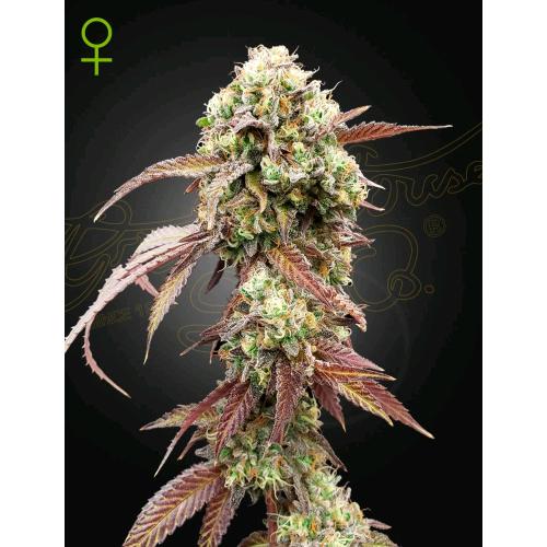 GREEN HOUSE - WEST COAST OG X GELATO #41 AUTO - 10 SEEDS