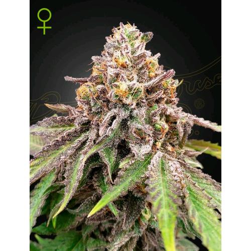 GREEN HOUSE - BLUE HAZE X GELATO #41 AUTO - 3 SEEDS
