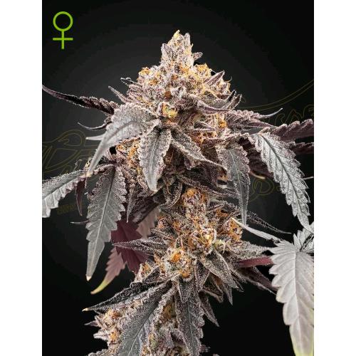 GREEN HOUSE - GUAVA X GELATO #41 AUTO - 10 SEEDS