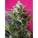 SWEET SEEDS - BIG DEVIL XL AUTO - 5+2 SEEDS