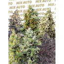 SWEET SEEDS SWEET MIX AUTO - 10 SEEDS