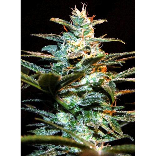SWEET SEEDS - NYC DIESEL FEM - 5+2 SEEDS