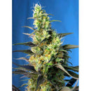 SWEET SEEDS - NYC DIESEL CBD - 3+1 SEEDS