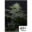 FAST BUDS - GG4 SHERBET FF FEM - 5 SEEDS