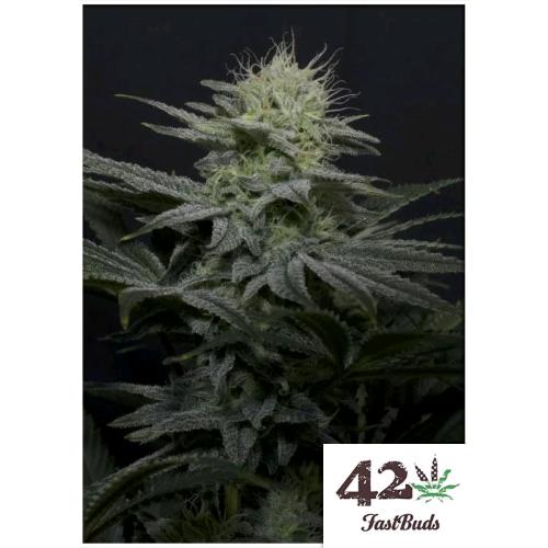FAST BUDS - GG4 SHERBET FF FEM - 3 SEEDS