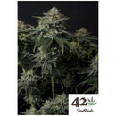 FAST BUDS - GORILLA COOKIES FF FEM - 1 SEED