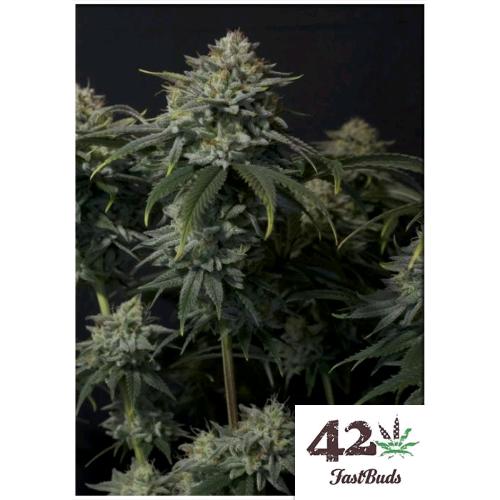 FAST BUDS - GORILLA COOKIES FF FEM - 3 SEEDS