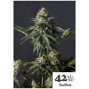 FAST BUDS - ORANGE SHERBET FF FEM - 3 SEEDS