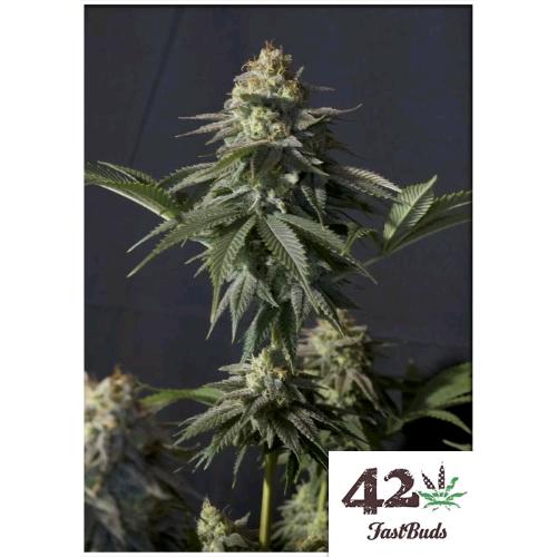 FAST BUDS - ORANGE SHERBET FF FEM - 10 SEEDS