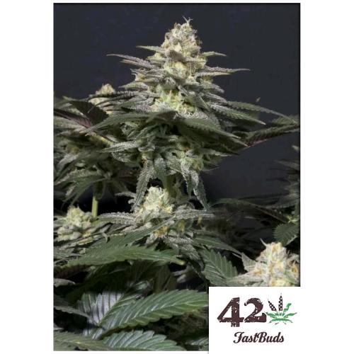 FAST BUDS - PURPLE LEMONADE FF FEM - 10 SEEDS