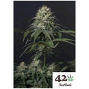 FAST BUDS - TROPICANA COOKIES FF FEM - 100 SEEDS