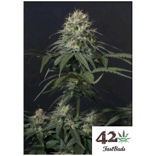 FAST BUDS - TROPICANA COOKIES FF FEM - 1 SEED