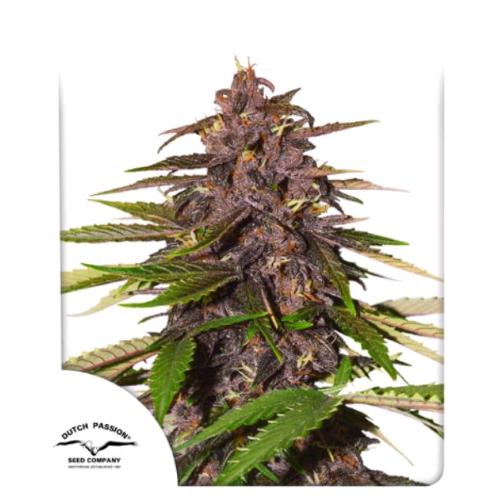 DUTCH PASSION - FORBIDDEN CHERRY AUTO - 3 SEEDS