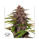 DUTCH PASSION - FORBIDDEN CHERRY AUTO - 7 SEEDS