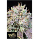 PARADISE SEEDS - CARAMBA FEM - 3 SEEDS