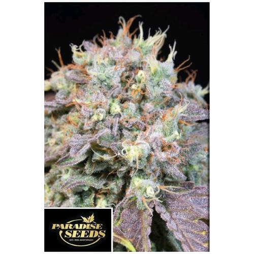PARADISE SEEDS - CARAMBA FEM - 3 SEEDS