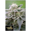 PARADISE SEEDS - GULUPA FEM - 3 SEEDS